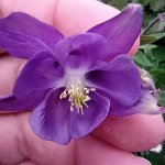 phoca_thumb_m_orlek 1 Fotogalerie